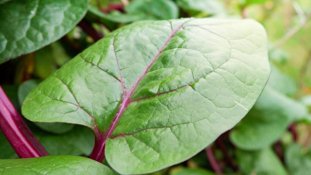 A folha comestível para plantar em vaso que cresce rápido e permite colher várias vezes