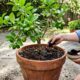 Misturar borra de café na terra do pé de limão: quais os benefícios e quando aplicar