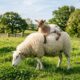 Cabrito resgatado adora passear nas costas de sua amiga ovelha e encanta fãs de animais
