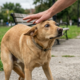 Passar a mão na cabeça do cachorro nem sempre é carinho e pode ser visto como ameaça