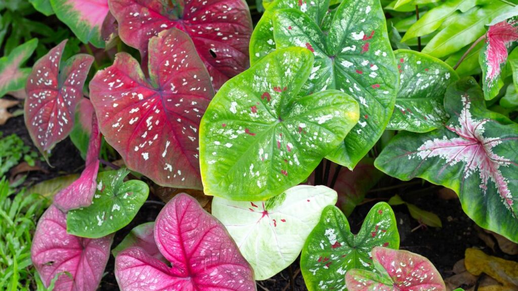 Como cuidar de caládios e conquistar folhas mais coloridas e vibrantes