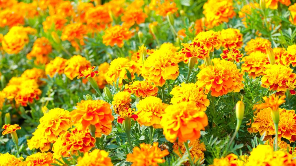Com lindas flores amarelas essa planta afasta moscas do quintal e ainda atrai borboletas para o jardim