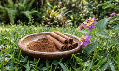 Polvilhe canela no vaso de flores e veja como esse truque simples pode ajudar plantas de interior