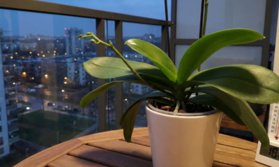 Orquídeas vão florir de novo ano após ano se você colocar a planta em um lugar “inusitado”