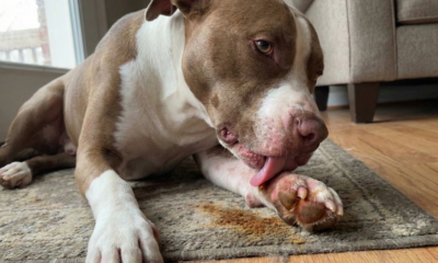 Meu cachorro lambe as patas sem parar: causas mais comuns e o que fazer em casa antes de piorar