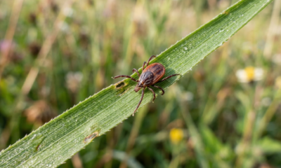 Nem só no mato: os carrapatos podem estar no seu jardim e certas plantas ajudam nisso sem aviso