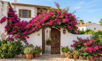 3 plantas que crescem rápido e são perfeitas para fachada sem exigir muitos cuidados