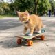 Essa gatinha aprendeu a andar de skate sozinha e encantou os amantes de animais