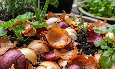 Não jogue fora as cascas de cebola: esse resíduo barato pode ajudar suas plantas e melhorar o cultivo