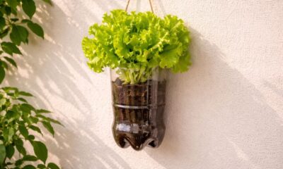 Como plantar alface na garrafa pet e colher folhas frescas o ano inteiro em casa