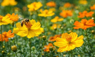 Essa planta que atrai abelhas pode ajudar seu jardim a produzir mais flores