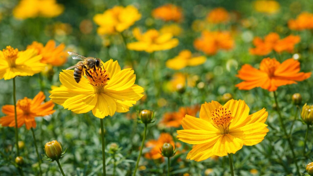 Essa planta que atrai abelhas pode ajudar seu jardim a produzir mais flores