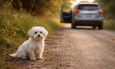 Viajante perdido avista pequena figura branca na beira da estrada e acaba salvando uma vida