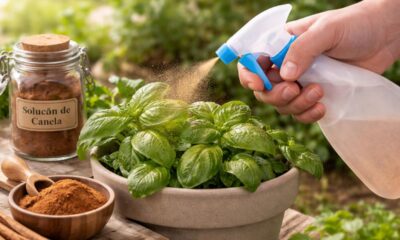 Canela em pó nas plantas: para que serve e como usar do jeito certo no dia a dia