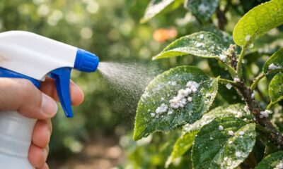 Colocar água sanitária nas plantas: para que serve e quando colocar