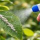 3 inseticidas caseiros para plantas e elimine pragas sem prejudicar suas folhas em poucos dias