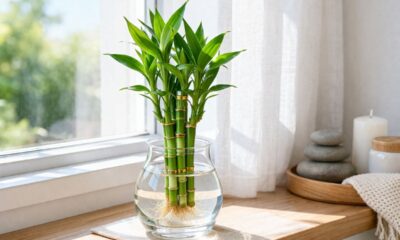 Aprenda como cultivar bambu da sorte e evite o erro que faz a planta morrer mesmo dentro de casa