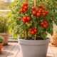 5 dicas para cultivar tomate em vaso e conseguir frutos saudáveis mesmo em pouco espaço