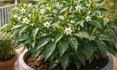 Acabe com a queda de flores na pimenteira e aumente a produção sem complicar o cultivo