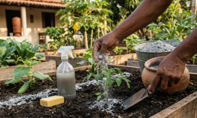 Muita gente joga fora sem saber, mas essas cinzas podem melhorar o jardim e a horta com pouco trabalho