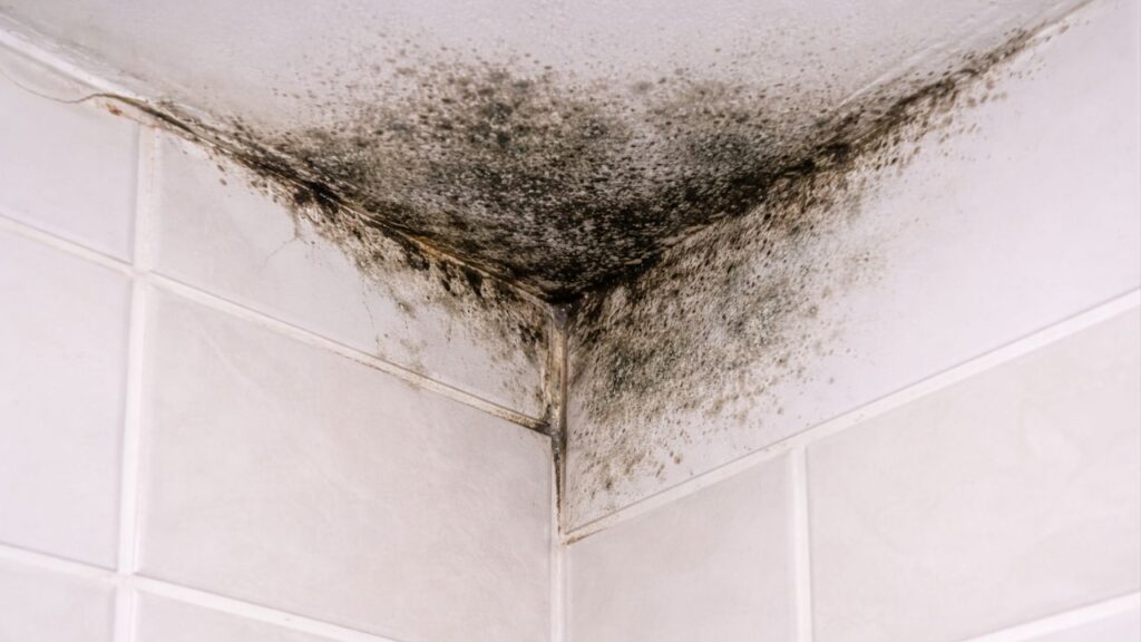 Tudo o que você precisa saber sobre como vencer o mofo no banheiro para sempre