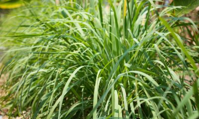 A planta aromática que ajuda a afastar mosquitos do quintal e ainda deixa o jardim perfumado nas noites de verão