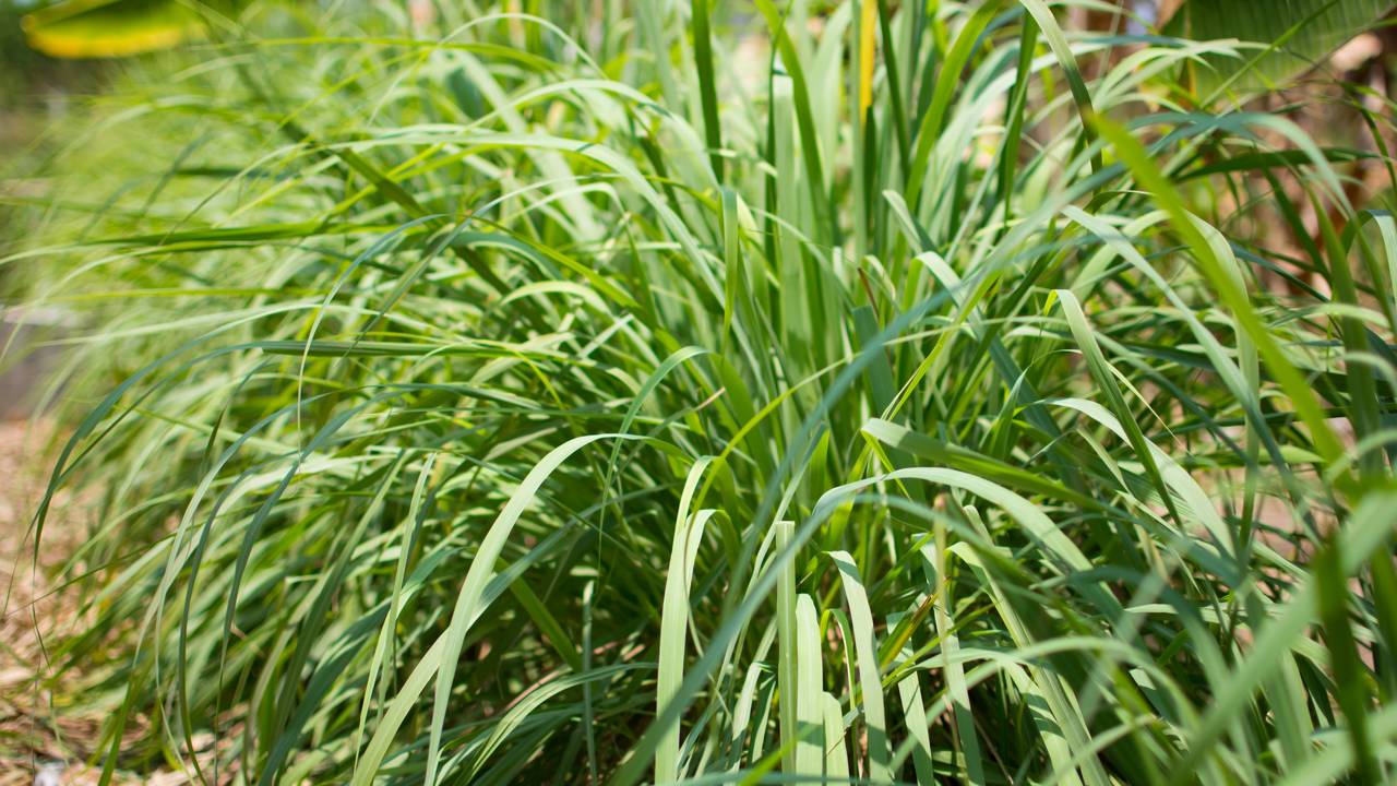 A planta aromática que ajuda a afastar mosquitos do quintal e ainda deixa o jardim perfumado nas noites de verão