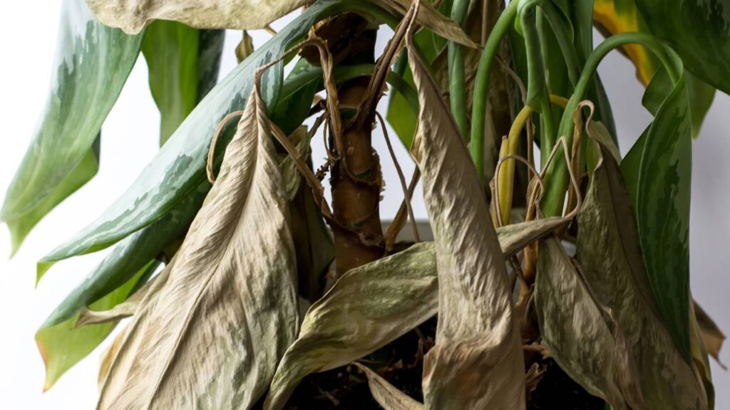 Por que a planta comigo-ninguém-pode fica amarela? As causas mais comuns e como salvar a planta