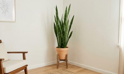 Quase ninguém percebe, mas essa planta que amplia ambiente faz o espaço parecer maior sem mudar a decoração