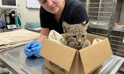 Funcionários do abrigo percebem que a pequena e feroz gatinha resgatada não é quem parece ser