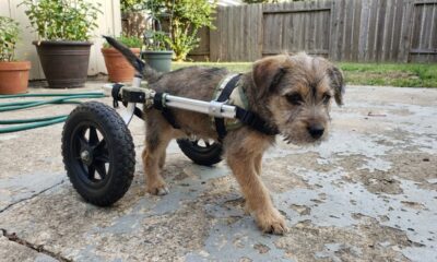 Pai constrói carrinho personalizado para seu filhote que não tem as patas dianteiras