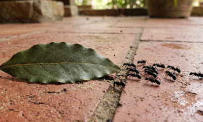 Como afastar formigas de casa com folha de louro sem usar veneno forte logo na primeira tentativa