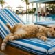 Um gato tomou conta da cadeira de piscina e ninguém imaginava o desfecho