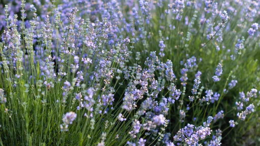 Essas plantas que crescem na sombra e afastam mosquitos podem mudar aquele canto do quintal onde quase não bate sol