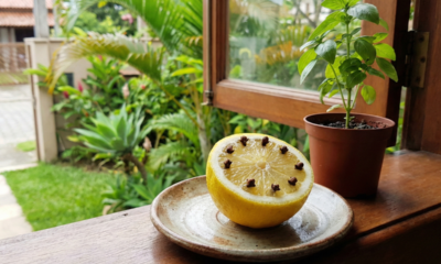 Truque natural para afastar insetos o cheiro que eles odeiam e funciona de verdade