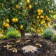 Quer mais frutos no limoeiro? Então comece a colocar isso na terra e veja a diferença na produção
