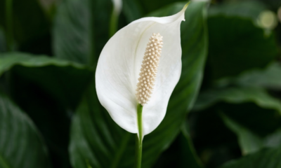 Lírio-da-paz não floresce? O que realmente ajuda a planta a voltar a dar flores sem forçar misturas caseiras