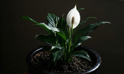 Luz demais queima, luz de menos trava: onde colocar o lírio-da-paz para florir