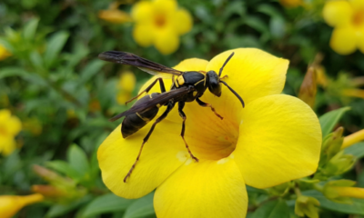 Essas plantas podem atrair marimbondos para perto de casa e merecem cuidado