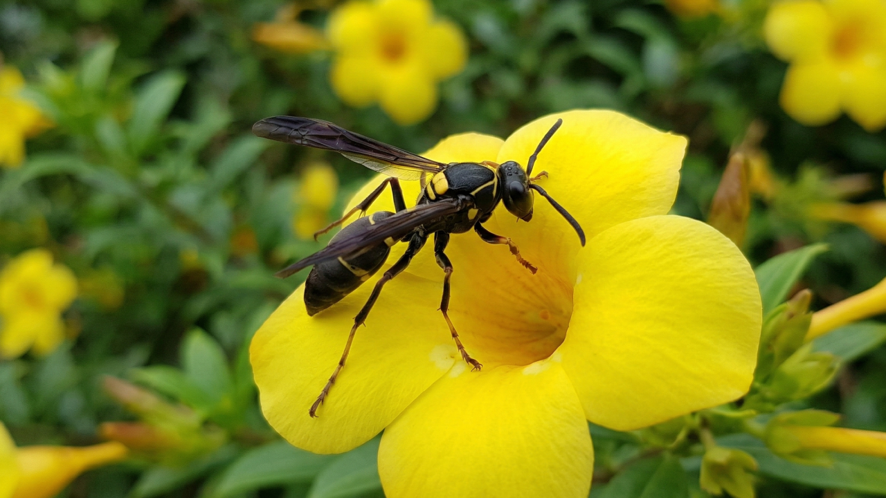 Essas plantas podem atrair marimbondos para perto de casa e merecem cuidado