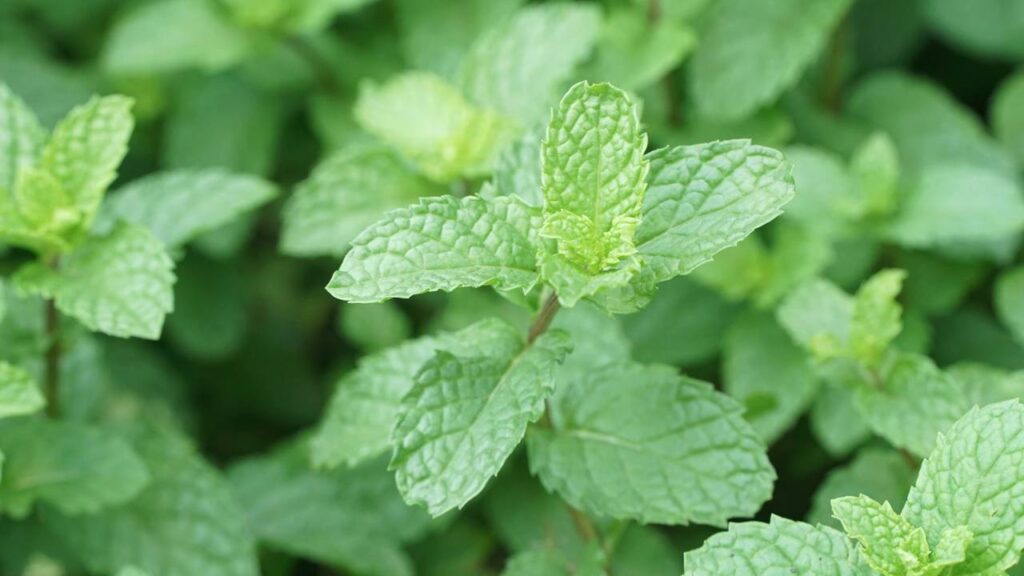 A planta dos antigos que quase sumiu dos quintais está voltando e pode ajudar a acalmar e melhorar o sono