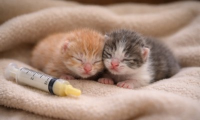 Os menores gatinhos já vistos estão surpreendendo à todos pesando menos que 50 gramas
