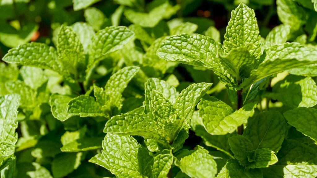 Depois que essa planta que afasta ratos começa a crescer no quintal muitos roedores simplesmente desaparecem do terreno