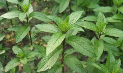 Depois que essa planta que afasta ratos começa a crescer no quintal muitos roedores simplesmente desaparecem do terreno