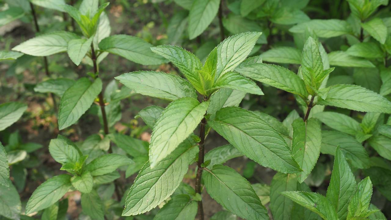 Depois que essa planta que afasta ratos começa a crescer no quintal muitos roedores simplesmente desaparecem do terreno