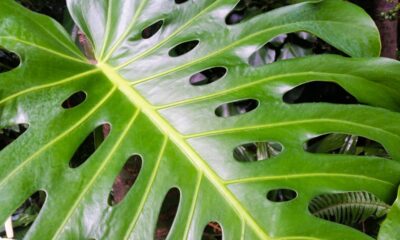 A planta de folhas grandes para sala que virou tendência na decoração e transforma qualquer ambiente