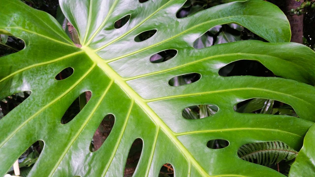 A planta de folhas grandes para sala que virou tendência na decoração e transforma qualquer ambiente