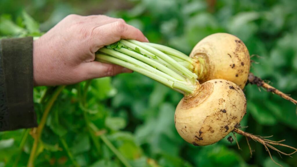 Você não imagina tudo o que os benefícios do nabo podem fazer pelo seu corpo