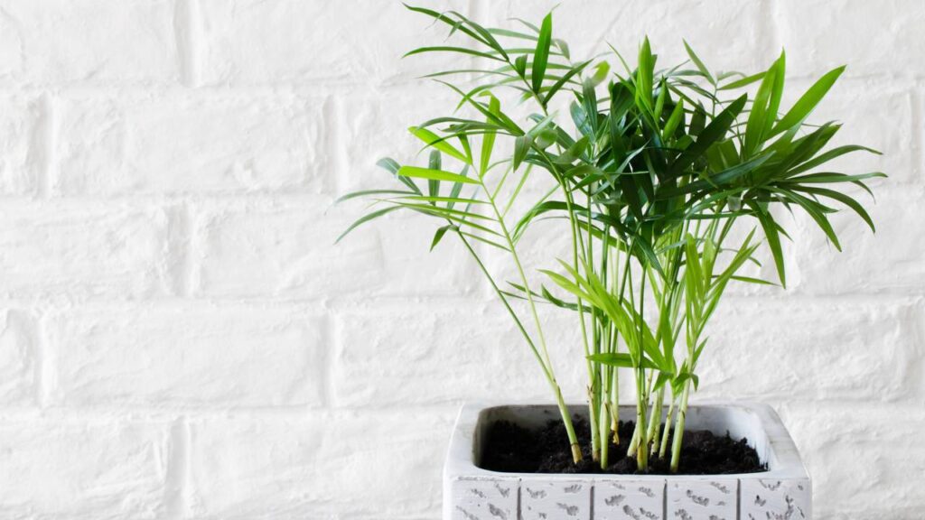 7 plantas resistentes para decoração que deixam a casa mais verde sem complicação