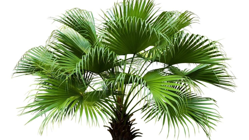 Palmeira leque da China chama atenção pela beleza e pode transformar a decoração do jardim